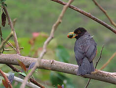 Chestnut-bellied Thrush