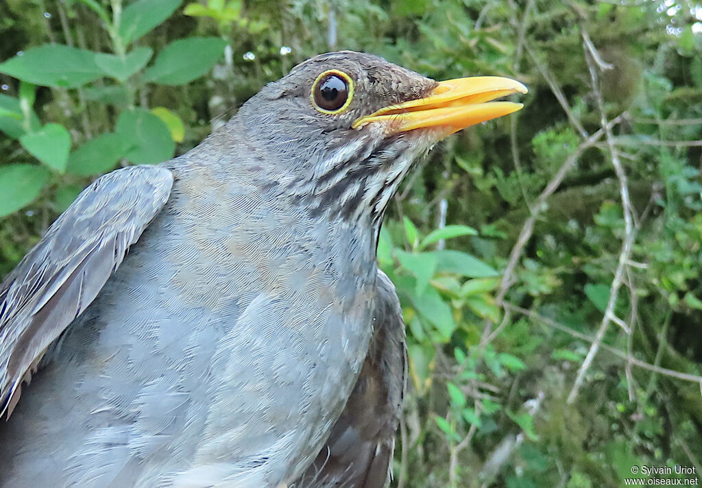 Merle ardoiséimmature