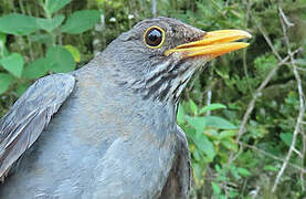 Andean Slaty Thrush