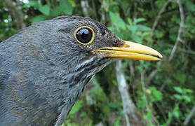 Andean Slaty Thrush