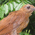 Merle cacao