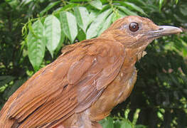 Cocoa Thrush