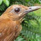Merle cacao