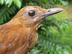 Cocoa Thrush