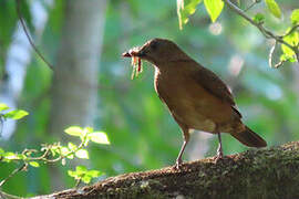 Cocoa Thrush