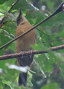 Cocoa Thrush