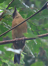 Merle cacao