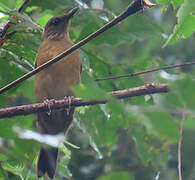 Cocoa Thrush