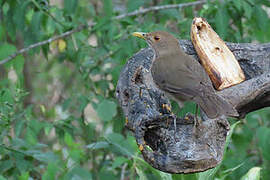 Ecuadorian Thrush