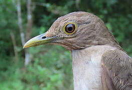 Ecuadorian Thrush