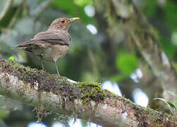 Ecuadorian Thrush