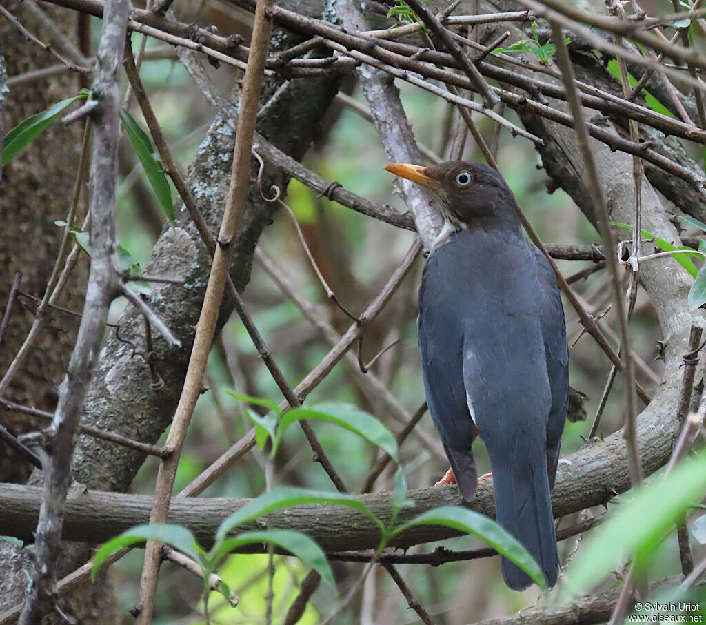 Plumbeous-backed Thrush