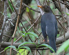 Plumbeous-backed Thrush