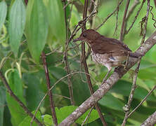 Maranon Thrush