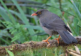 Great Thrush