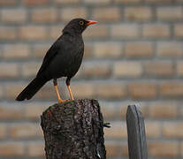 Great Thrush