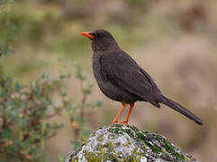 Great Thrush