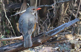 Kurrichane Thrush