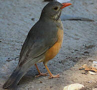 Kurrichane Thrush