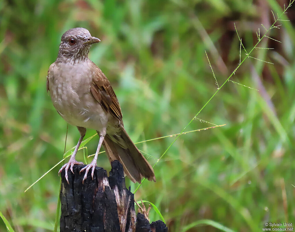 Pale-breasted Thrushadult