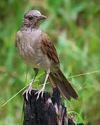 Pale-breasted Thrush