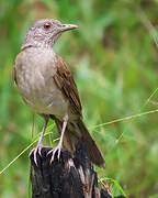 Pale-breasted Thrush