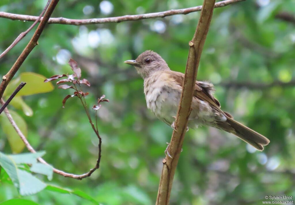 Merle leucomèleadulte