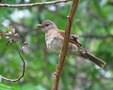 Pale-breasted Thrush