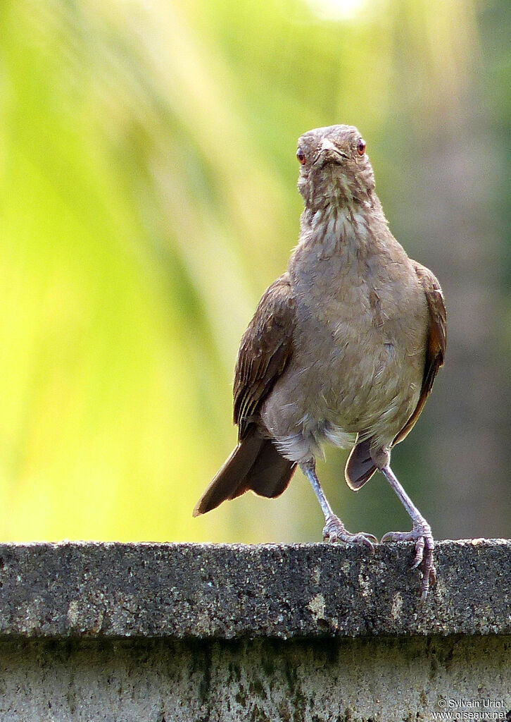 Pale-breasted Thrushadult