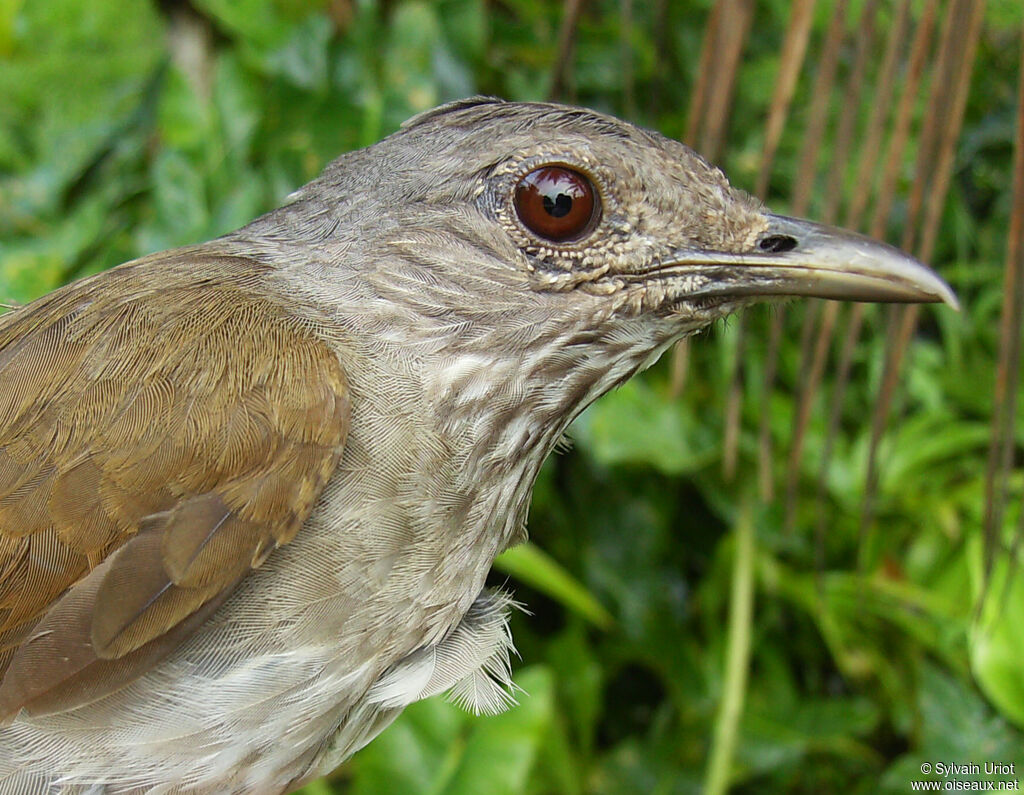 Merle leucomèleadulte