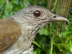 Pale-breasted Thrush