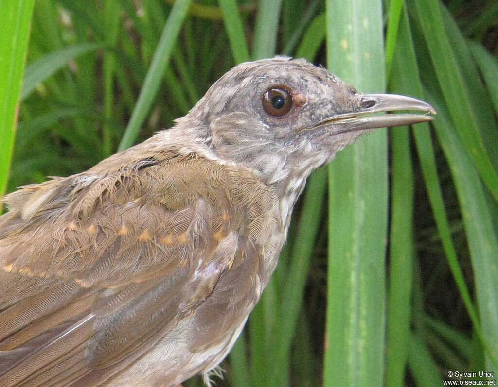 Merle leucomèlejuvénile