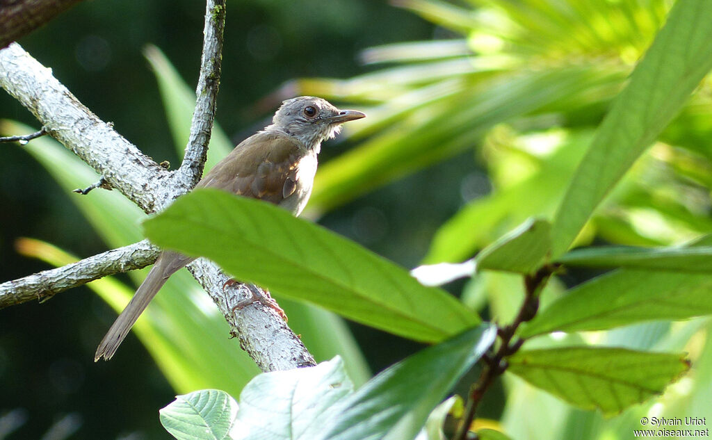 Pale-breasted Thrushimmature