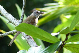 Pale-breasted Thrush