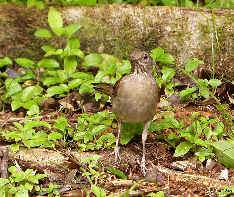 Pale-breasted Thrushadult