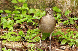 Pale-breasted Thrush