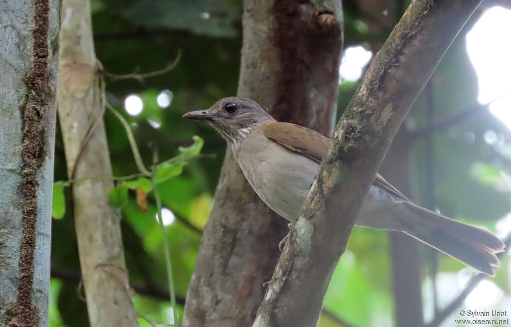 Pale-breasted Thrushadult