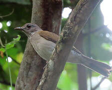 Pale-breasted Thrush