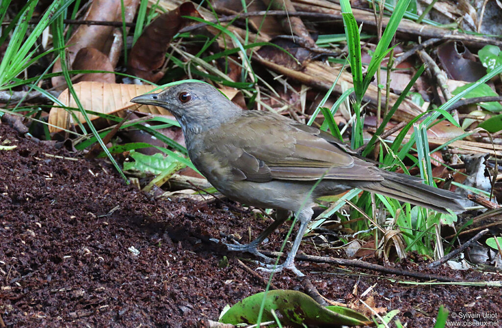 Pale-breasted Thrushadult