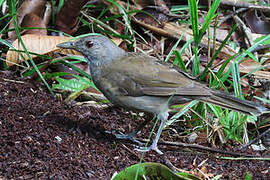 Pale-breasted Thrush