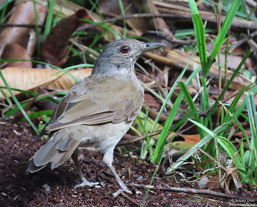 Merle leucomèleadulte