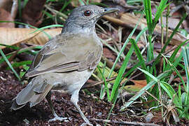 Pale-breasted Thrush