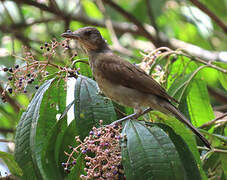 Pale-breasted Thrush