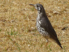 Groundscraper Thrush