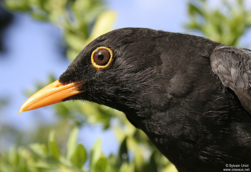 Common Blackbird male adult, close-up portrait