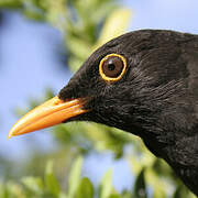 Common Blackbird