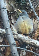 Olive Thrush