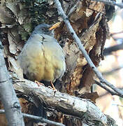 Olive Thrush