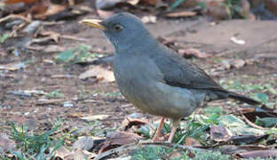 Olive Thrush