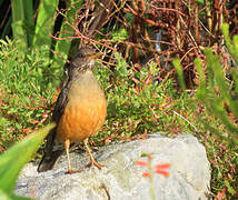 Olive Thrush